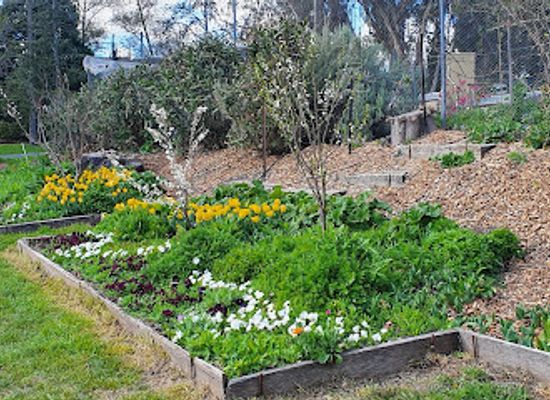 australia/canberra/kingston/attraction/kingston-organic-community-garden