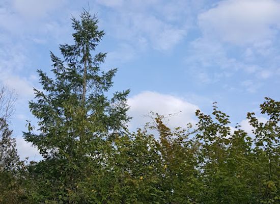washington/central-washington/attraction/squak-mountain-state-park-natural-area
