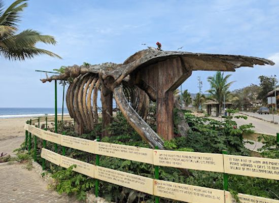 ecuador/coastal-lowlands/attraction/humpback-whale-skeleton