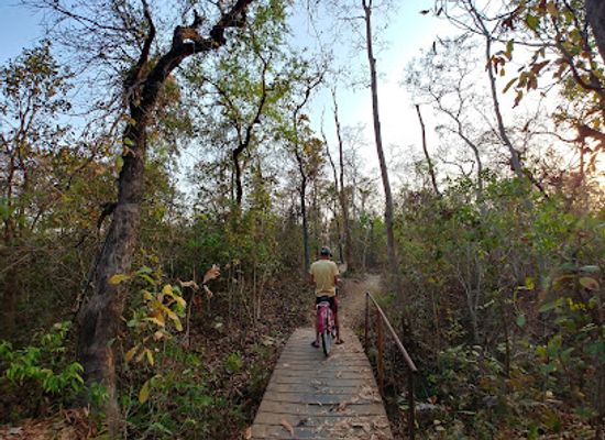 india/madhya-pradesh/attraction/jungle-forest-area