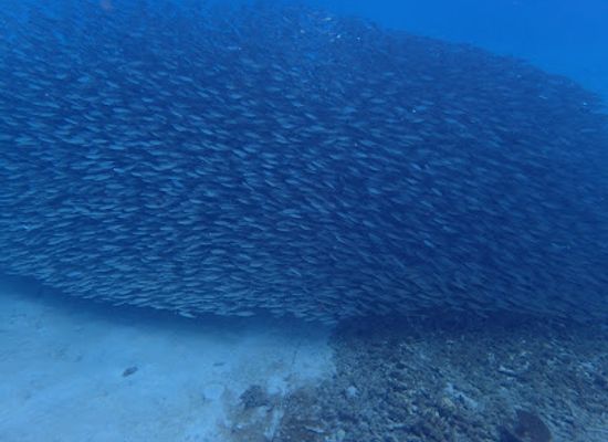 curacao/boca-pistol/attraction/playa-piskado-dive-spot