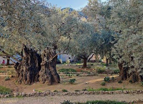 israel/jerusalem/attraction/gethsemane