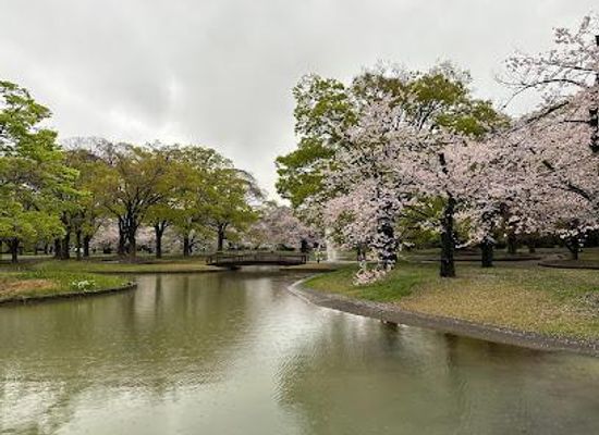 japan/tokyo/attraction/yoyogi-park