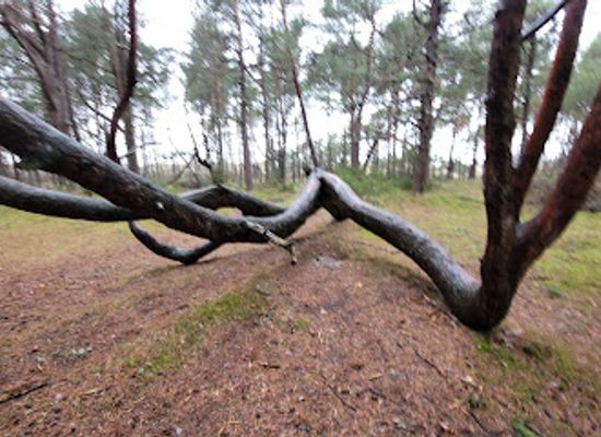 lithuania/palanga-beach/attraction/laumes-pirstai