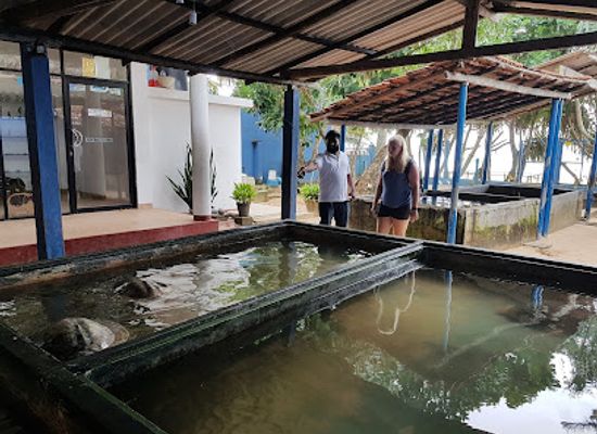 sri-lanka/matara-district/attraction/sea-turtle-hatchery-habaraduwa