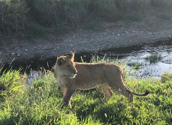kenya/kilimanjaro-region/attraction/ismani-tours-and-safaris-best-kilimanjaro-tour-operator-tanzania-safari-tour-company-serengeti-safaris-arusha-moshi