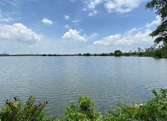 india/kerala/attraction/the-living-islands-of-kadamakudy