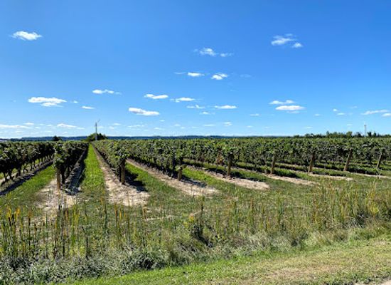 canada/okanagan/attraction/inniskillin-wines