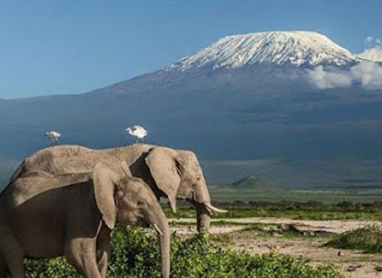 kenya/kilimanjaro-region/attraction/burigi-chato-safaris-co-ltd-tanzania-serengeti-safaris-kilimanjaro-climbing-hiking-zanzibar-tour-operators