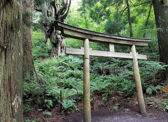 japan/oki/attraction/chichi-sugi-japanese-cedar-iwakura-shrine