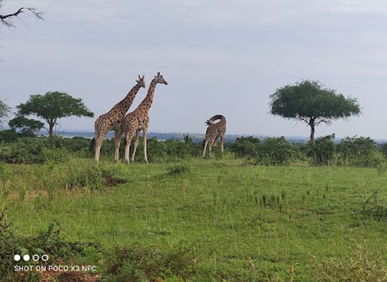 uganda/bukedi/attraction/murchison-falls-uganda