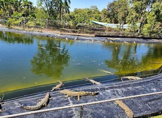 australia/darwin/attraction/crocodylus-park