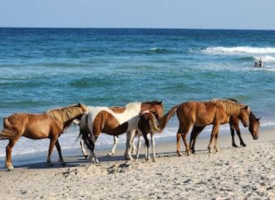 maryland/ocean-city/attraction/assateague-island-national-seashore