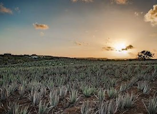 curacao/willemstad/attraction/the-aloe-vera-farm-curacao