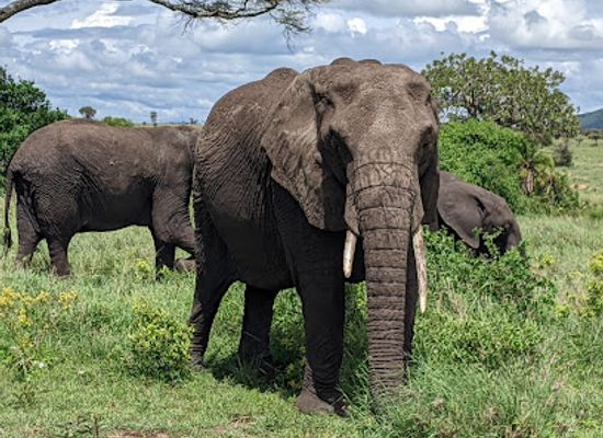tanzania/arusha/attraction/safari-to-remember