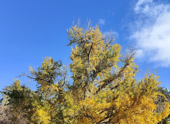 spain/castile-la-mancha/attraction/arbol-monumental-ginkgo-biloba