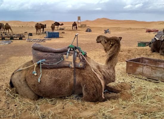 morocco/chaouia/attraction/amazigh-emotions-tours-sarl