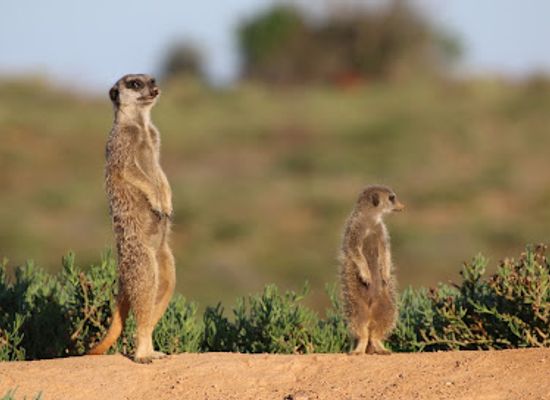 south-africa/route-62/attraction/meerkat-adventures