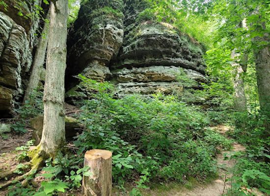 illinois/ferne-clyffe-state-park/attraction/trillium-trail