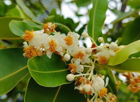 thailand/eastern-thailand/attraction/asian-spicy-garden