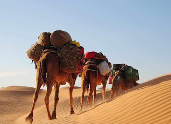 tunisia/douz/attraction/douz-camel-tours
