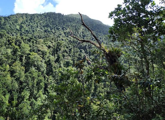 dominica/layou-river/attraction/syndicate-nature-trail
