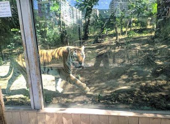 georgia/mtskheta/attraction/tbilisi-zoo