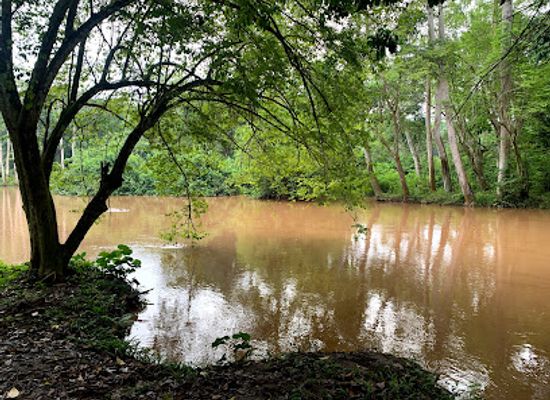 uganda/queen-elizabeth-national-park/attraction/chimp-tracking