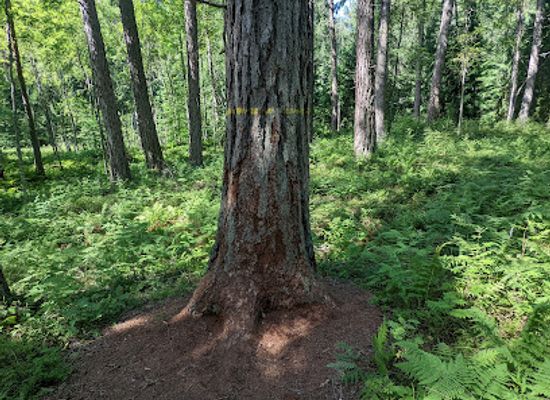 finland/savonlinna/attraction/the-tallest-tree-in-finland