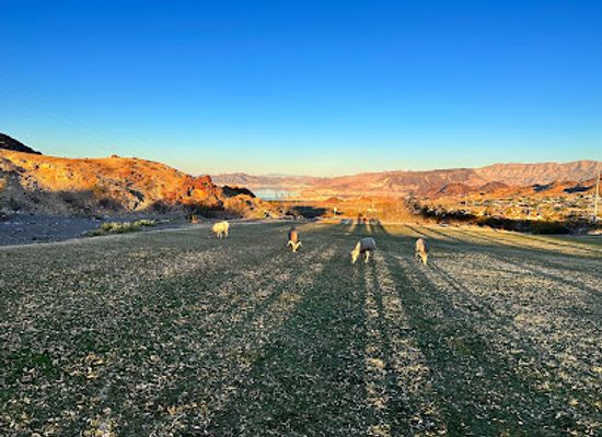 arizona/mohave-county/attraction/desert-wonder-tours
