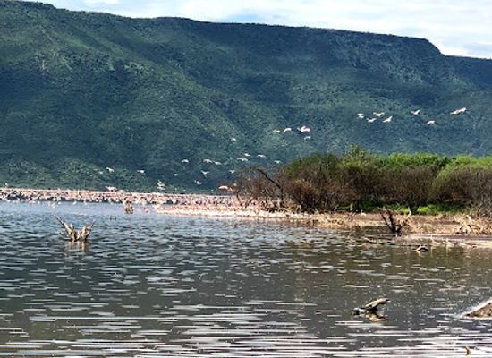 kenya/north-eastern-province/attraction/lake-bogoria