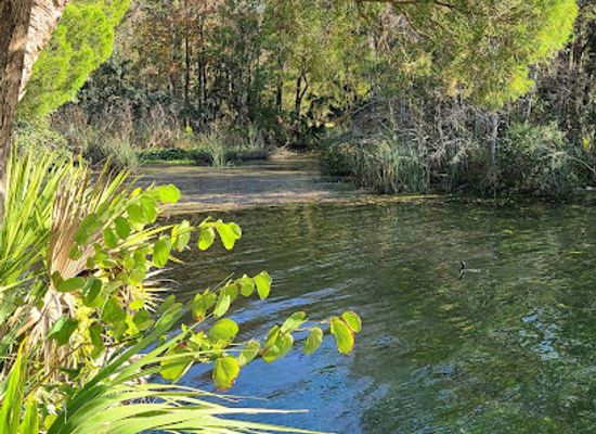 florida/crystal-river/attraction/king-s-bay-riverwalk