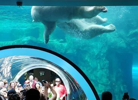 canada/winnipeg/attraction/assiniboine-park-zoo