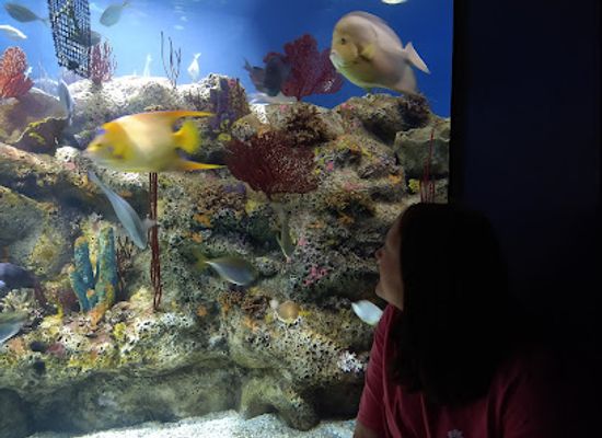 north-carolina/cape-fear/attraction/north-carolina-aquarium-at-fort-fisher