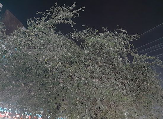 bangladesh/comilla/attraction/bird-s-nest-cumilla