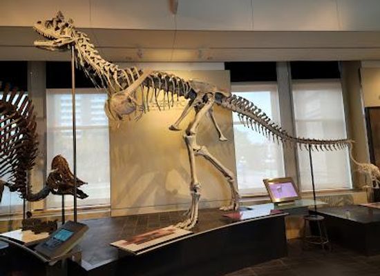 canada/ottawa/attraction/canadian-museum-of-nature-musee-canadien-de-la-nature