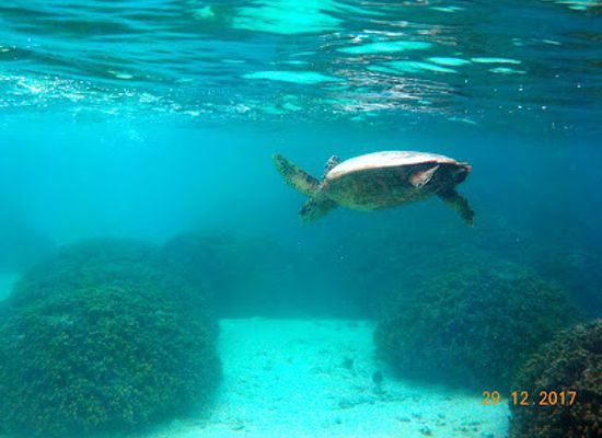 maldives/thoddoo/attraction/thoddoo-snorkelling-point-live-corals