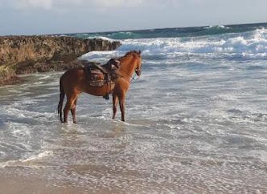 aruba/noord/attraction/rancho-notorious