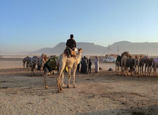 jordan/wadi-rum/attraction/camelodrome-wadi-rum