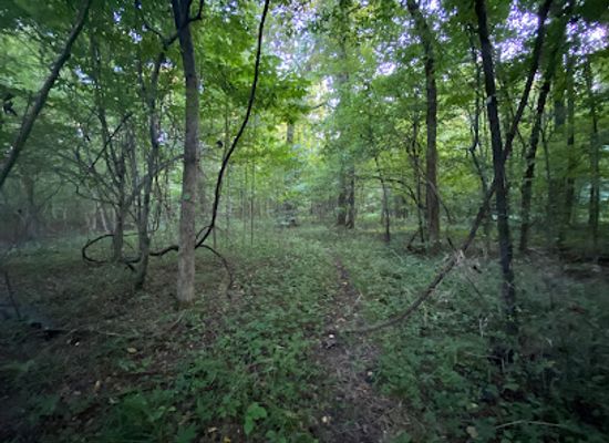tennessee/reelfoot-lake-area/attraction/black-bayou-trail-reelfoot-lake