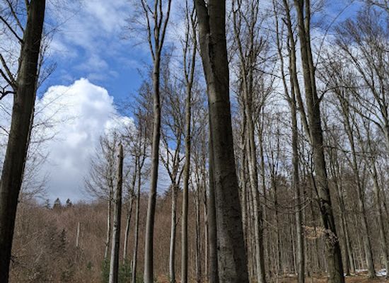 czechia/central-bohemia/attraction/voderadske-buciny