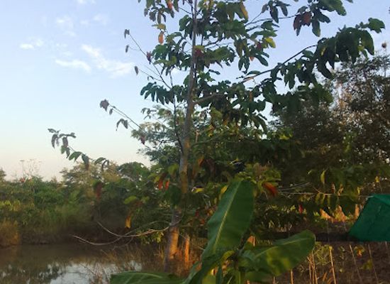 thailand/sukhothai/attraction/nature-learn-matchima-school-farm