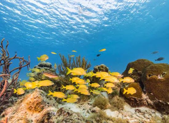 curacao/sabana-westpunt/attraction/coral-reef
