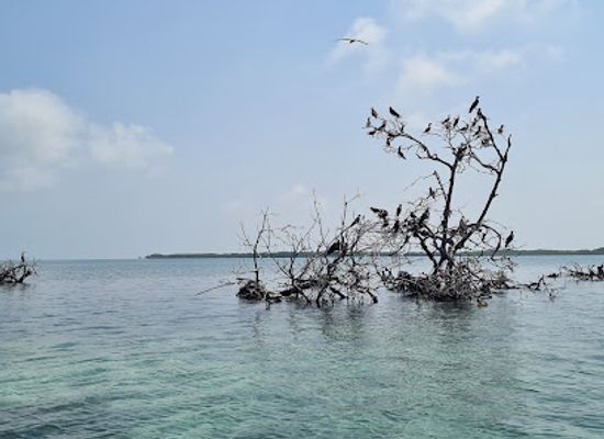 belize/lighthouse-reef-atoll/attraction/man-o-war-caye