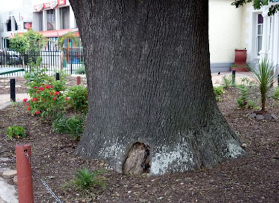 south-africa/western-cape/attraction/the-old-oak-slave-tree