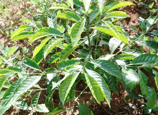 uganda/masaka/attraction/ssebandeke-alexis-coffee-plantations