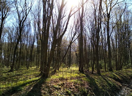 poland/podlachia/attraction/rezerwat-las-zwierzyniecki