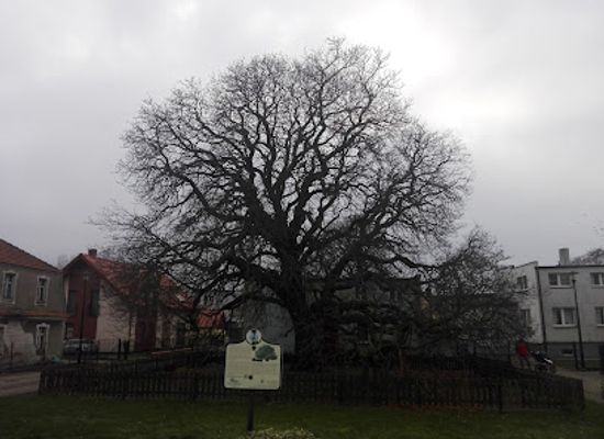 poland/pomerania/attraction/najstarszy-kasztanowiec-polwyspu-helskiego