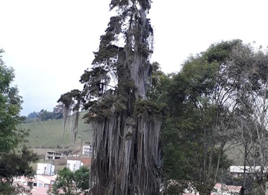 colombia/manizales/attraction/bosque-popular-el-prado