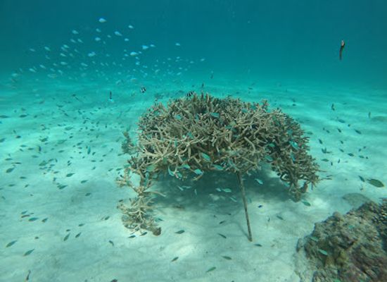 maldives/laamu-atoll/attraction/coral-garden